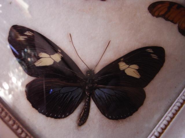 チョウチョ壁掛け　蝶標本　蝶々　BCM 0262（4）
