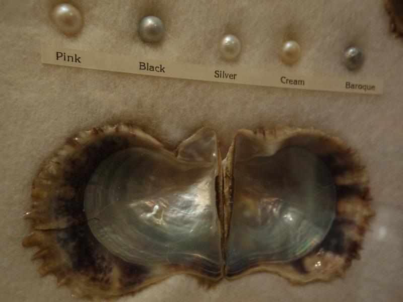 真珠標本　パール壁掛け　LCM 7384（7）