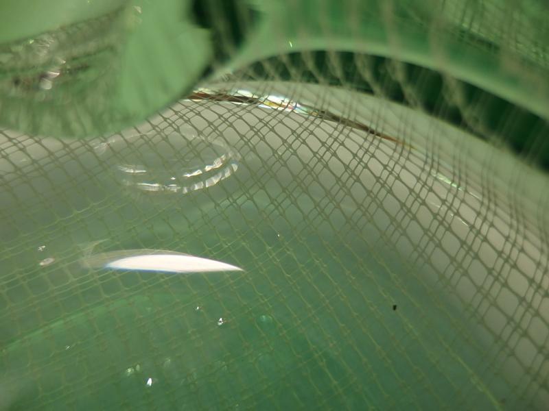 イタリアムラノガラスオブジェ　ヴィンテージアートガラス灰皿　緑のレース模様　USM 1345（5）