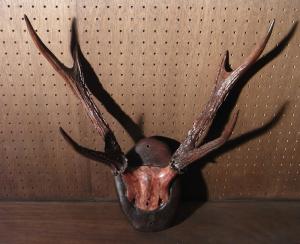 antler wall ornament
