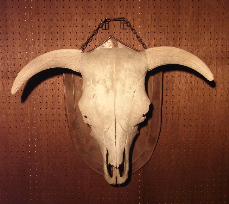 bull skull wall ornament