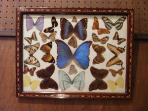 butterflies wall otnament
