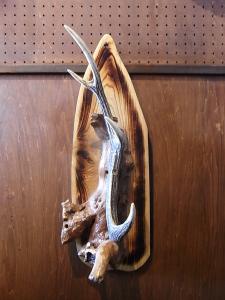 deer horn wall ornament