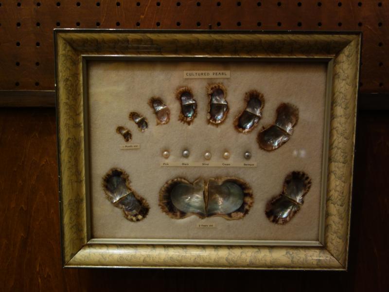 真珠標本　パール壁掛け　LCM 7384（2）
