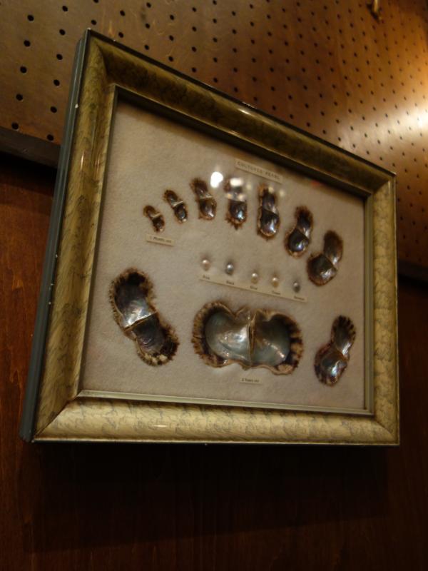 真珠標本　パール壁掛け　LCM 7384（3）