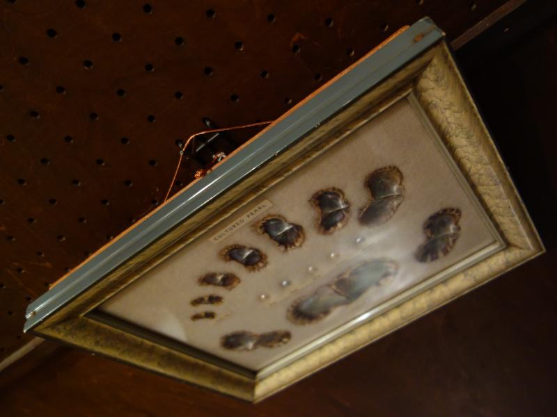 真珠標本　パール壁掛け　LCM 7384（4）