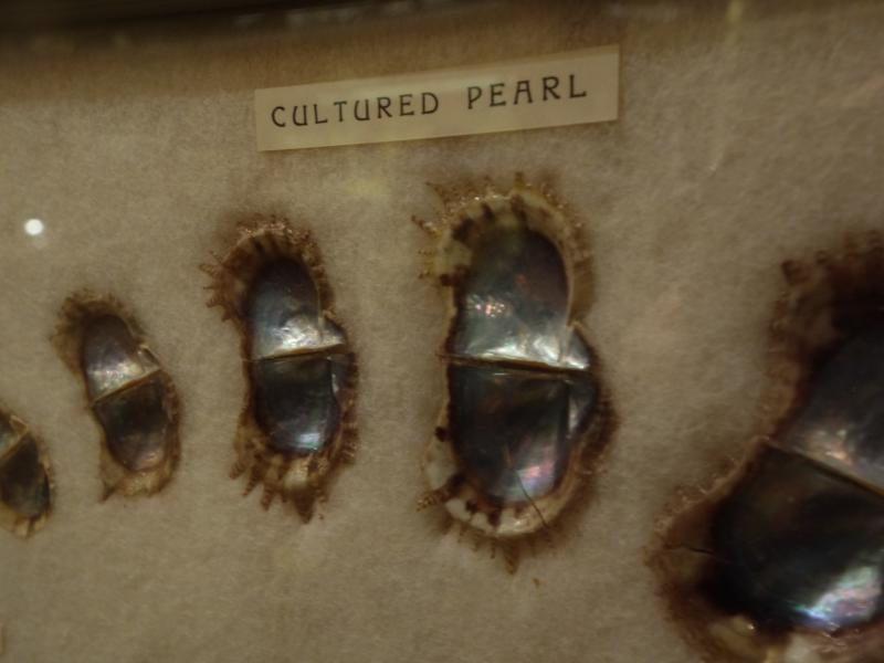 真珠標本　パール壁掛け　LCM 7384（6）