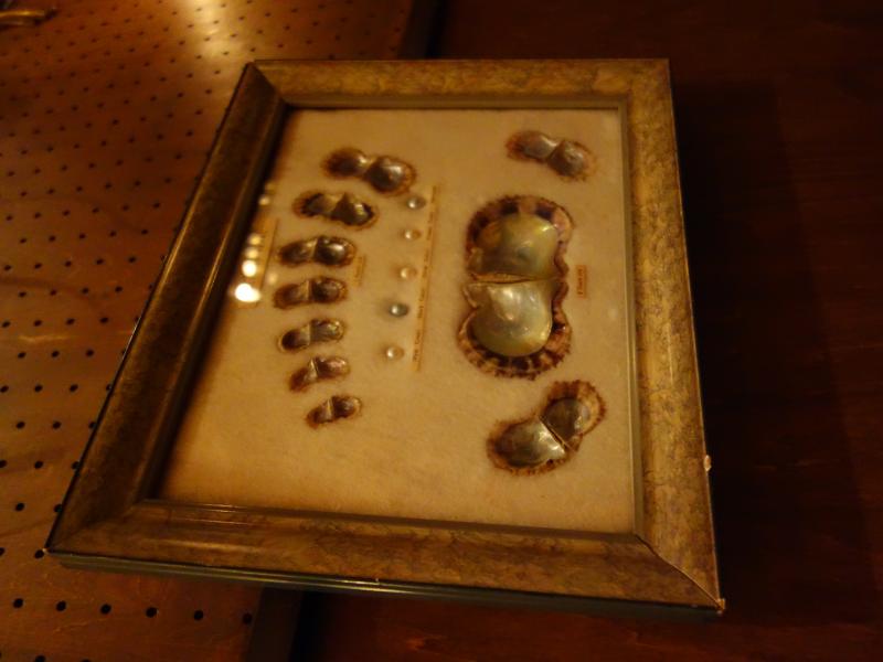 真珠母貝標本壁掛け　LCM 7385（3）