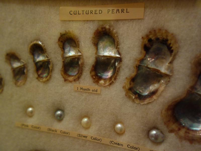 真珠母貝標本壁掛け　LCM 7385（5）
