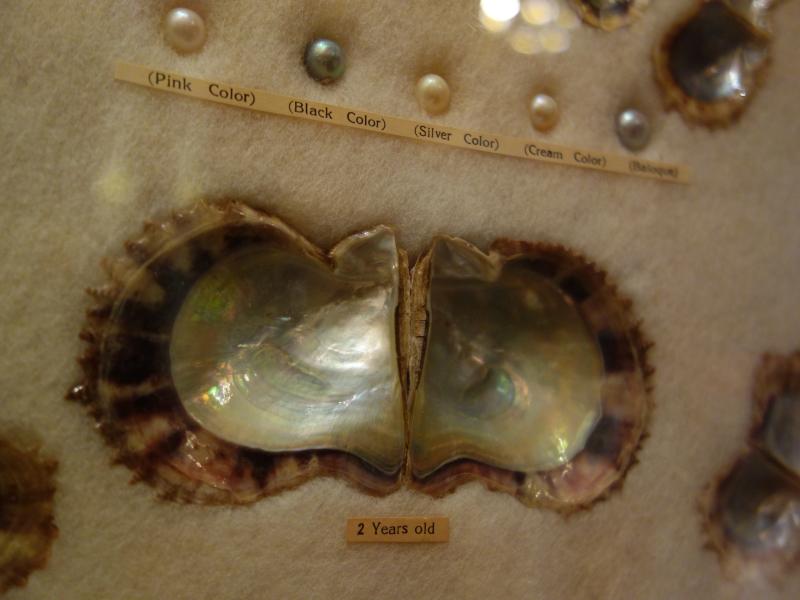 真珠母貝標本壁掛け　LCM 7385（6）