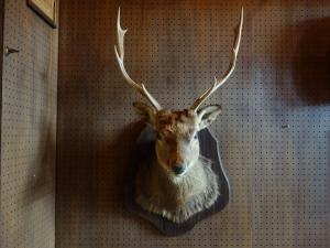 deer wall ornament