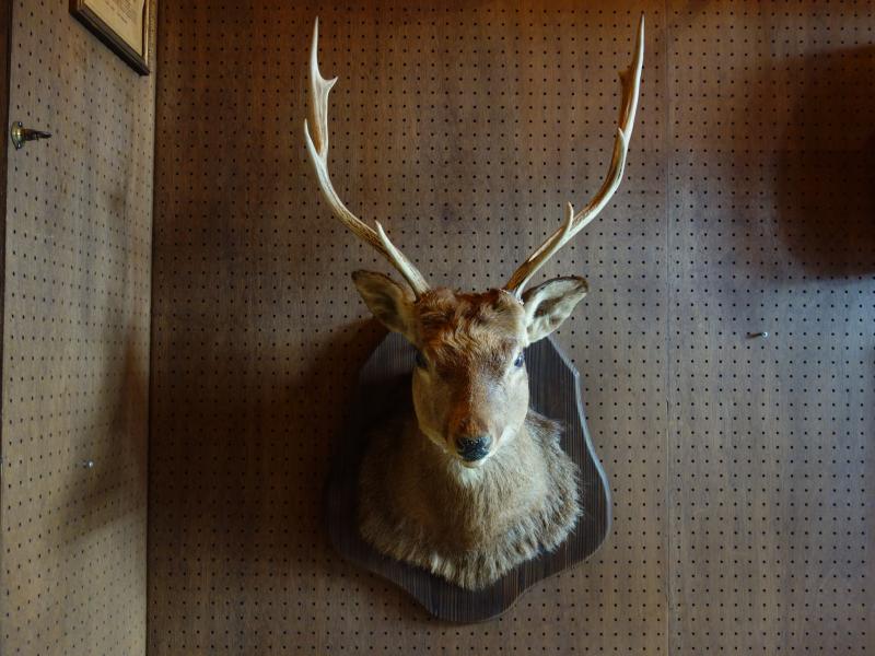 deer wall ornament